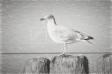 Mewy 2775a_1