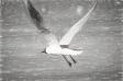Mewy 2799a_1