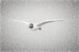 Mewy 2821a_1
