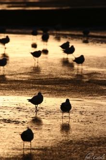 Golden Seagulls