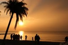 Rewal Palms