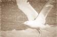 Mewy 2823a_2