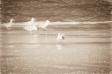 Mewy 2784a_2