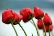 Tulipany 2 - Zdjęcie na płótnie