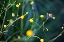 Kwiaty Polne - Zdjęcie na płótnie