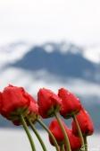 Alpejskie Tulipany 1