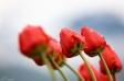 Tulipany 3 - Zdjęcie na płótnie