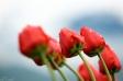 Tulipany 1 - Zdjęcie na płótnie